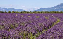 lavender fields